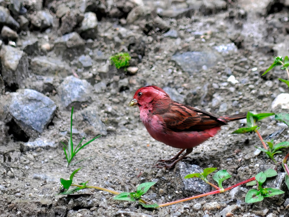 Pink-browed Rosefinch - ML552036011