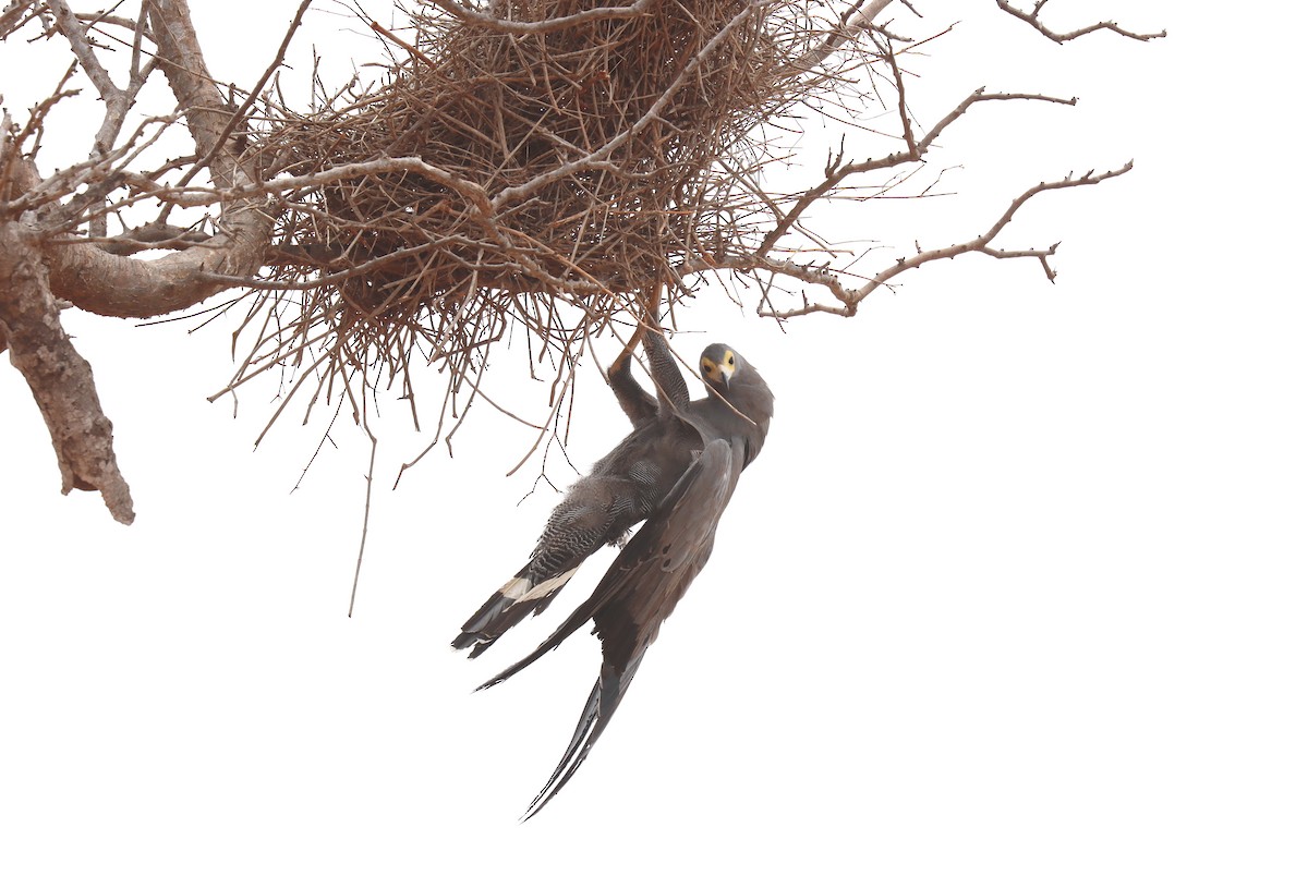 African Harrier-Hawk - ML552036231