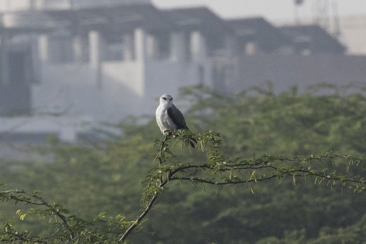 Black-winged Kite - ML552036981