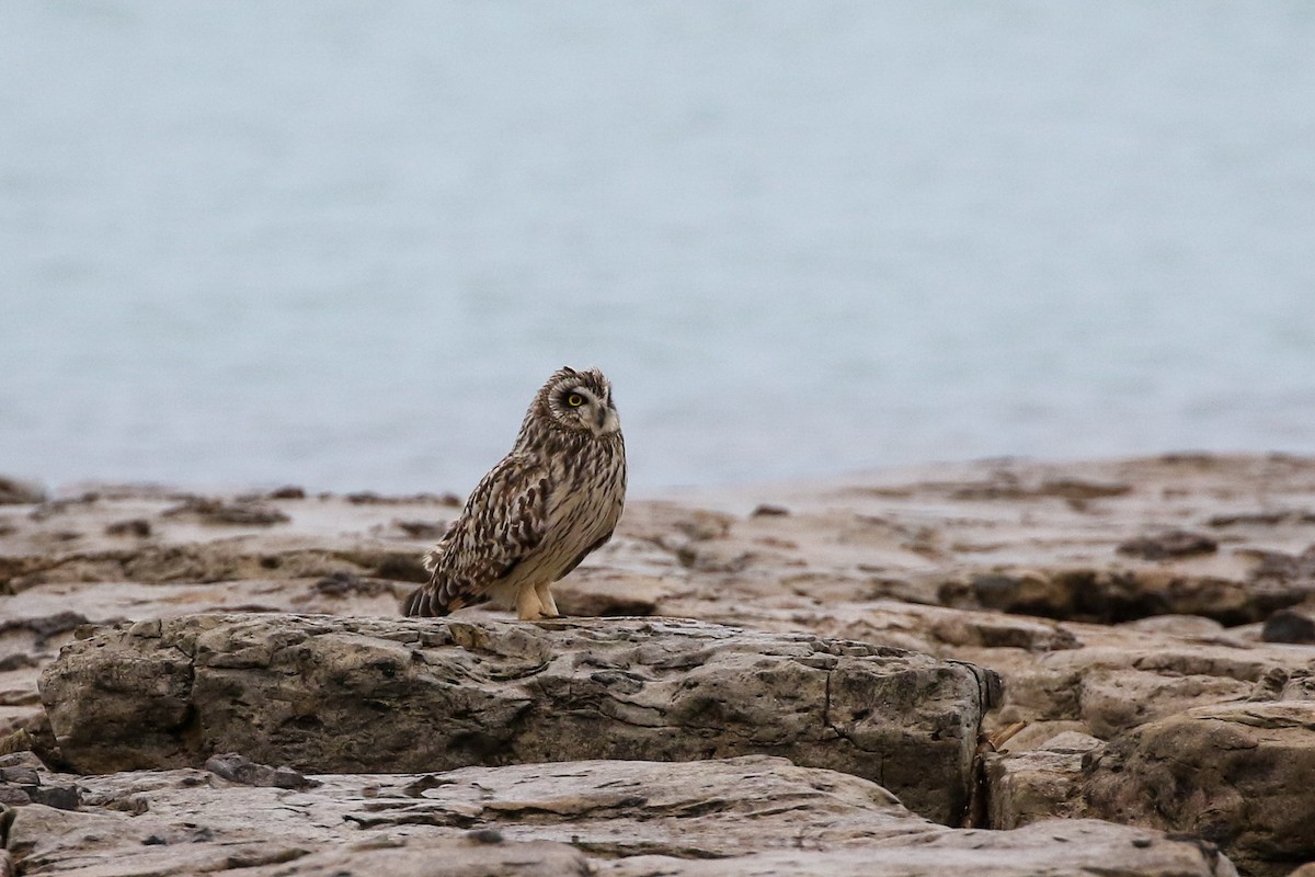 Short-eared Owl - Matt Parsons