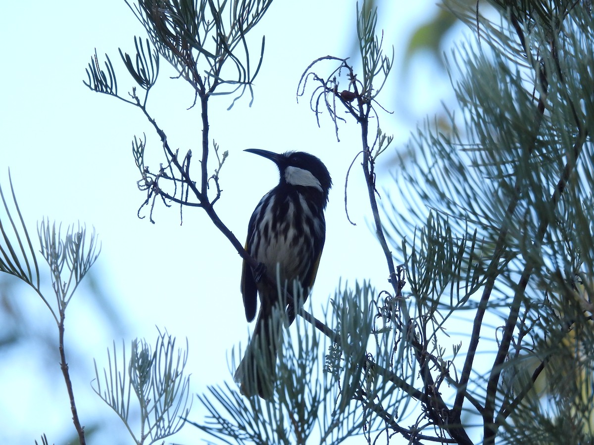 White-cheeked Honeyeater - Michael Wu