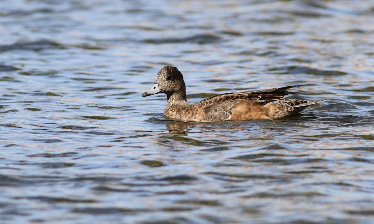 American Wigeon - ML55203791