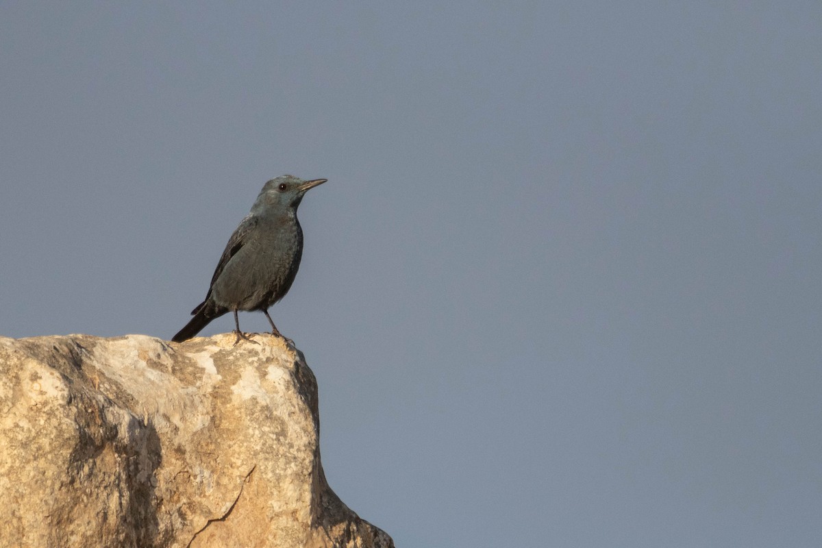 Blue Rock-Thrush - Ido Ben-Itzhak