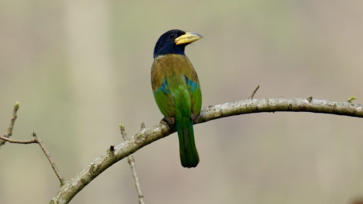 barbet velký - ML552038891