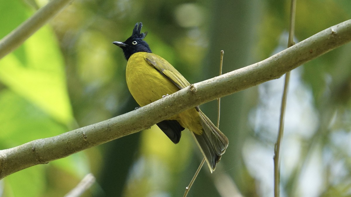 Black-crested Bulbul - ML552039501