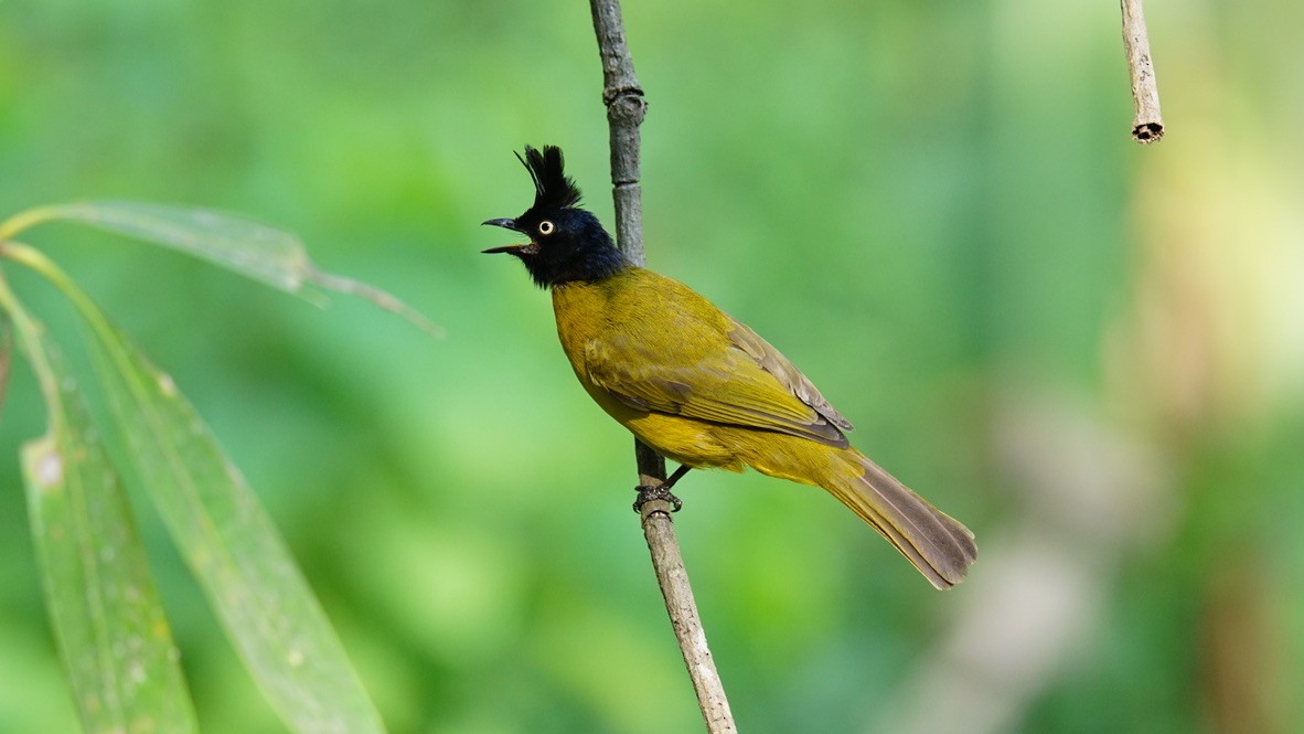 Black-crested Bulbul - ML552039551