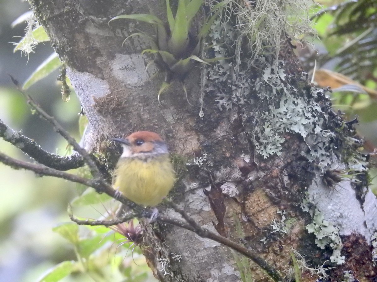 Rufous-crowned Tody-Flycatcher - ML552039751