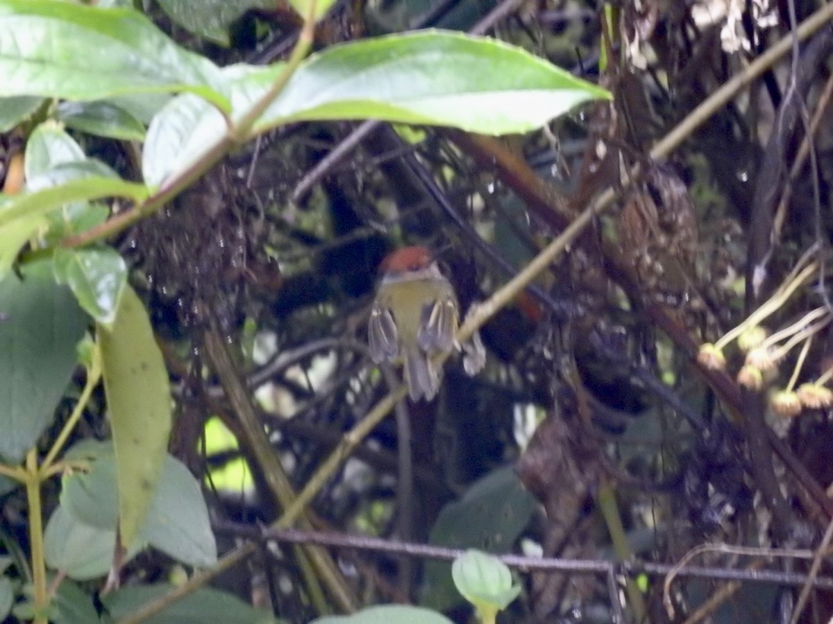 Rufous-crowned Tody-Flycatcher - ML552039761