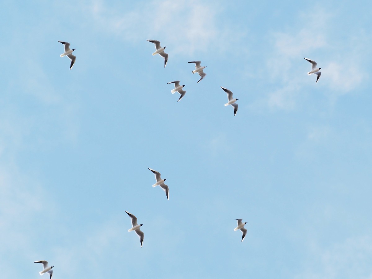 Black-headed Gull - ML552041661