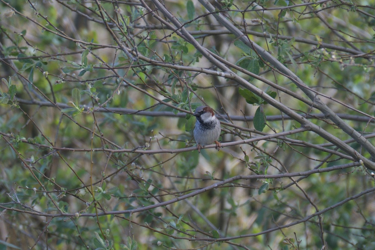 House Sparrow - ML552042351