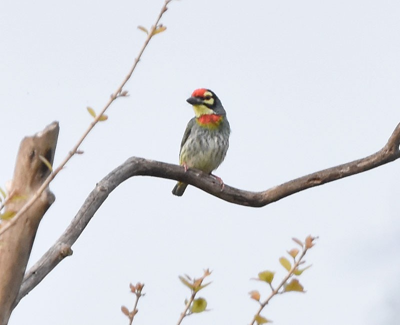 Coppersmith Barbet - ML552042511