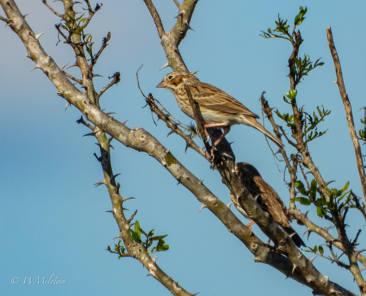 Vesper Sparrow - ML552042741