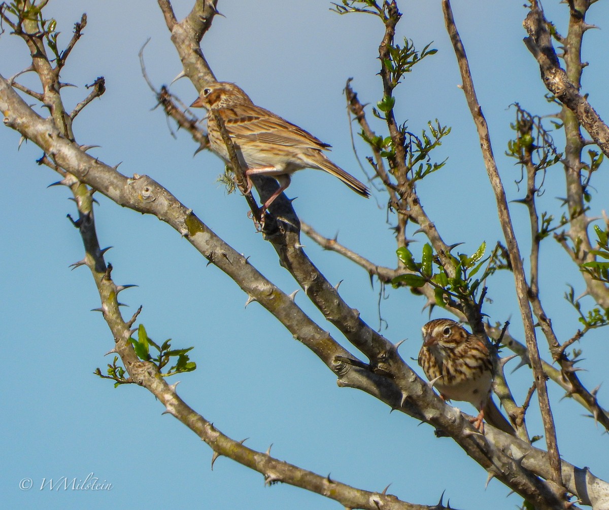 Vesper Sparrow - ML552042751