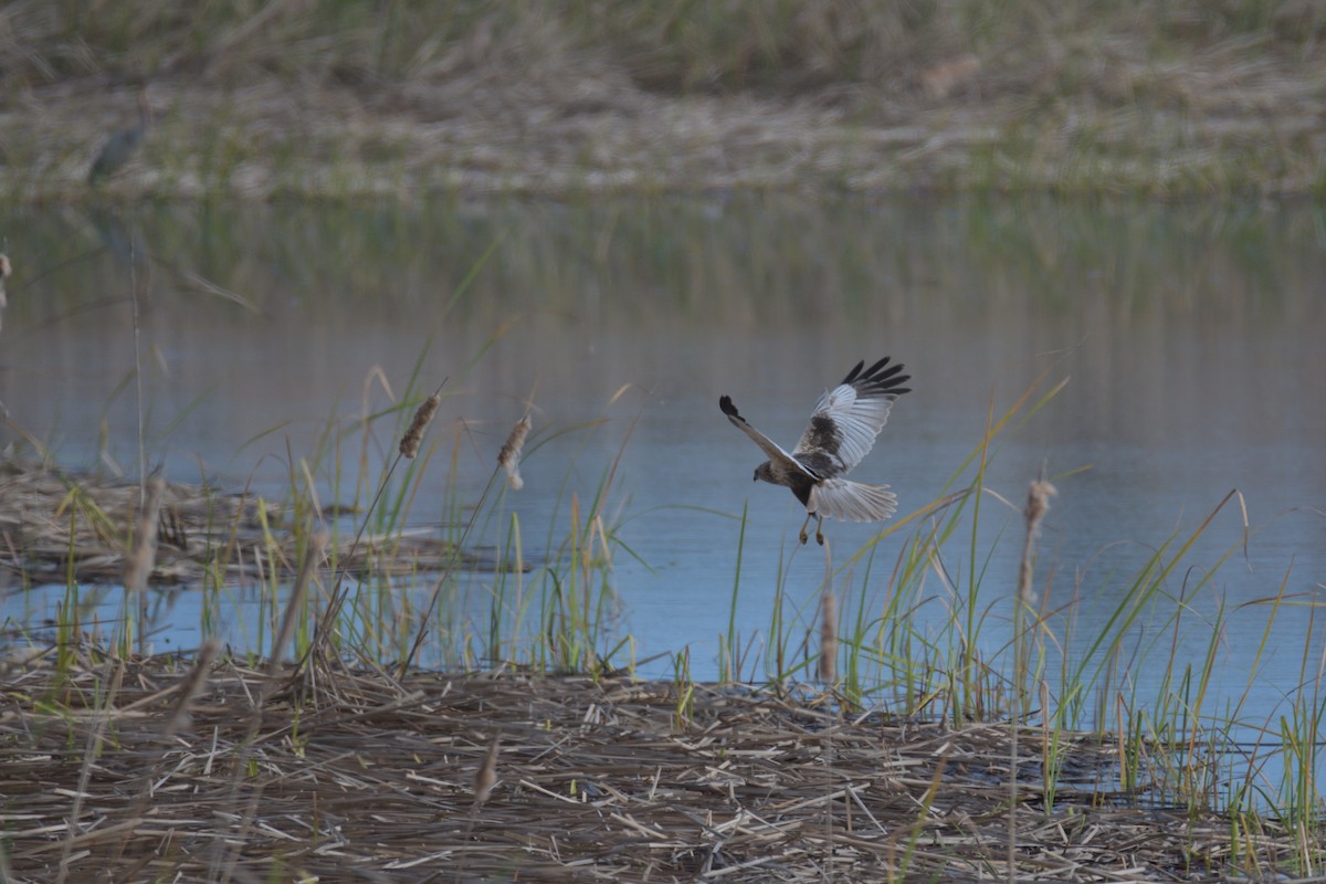 Western Marsh Harrier - ML552042811