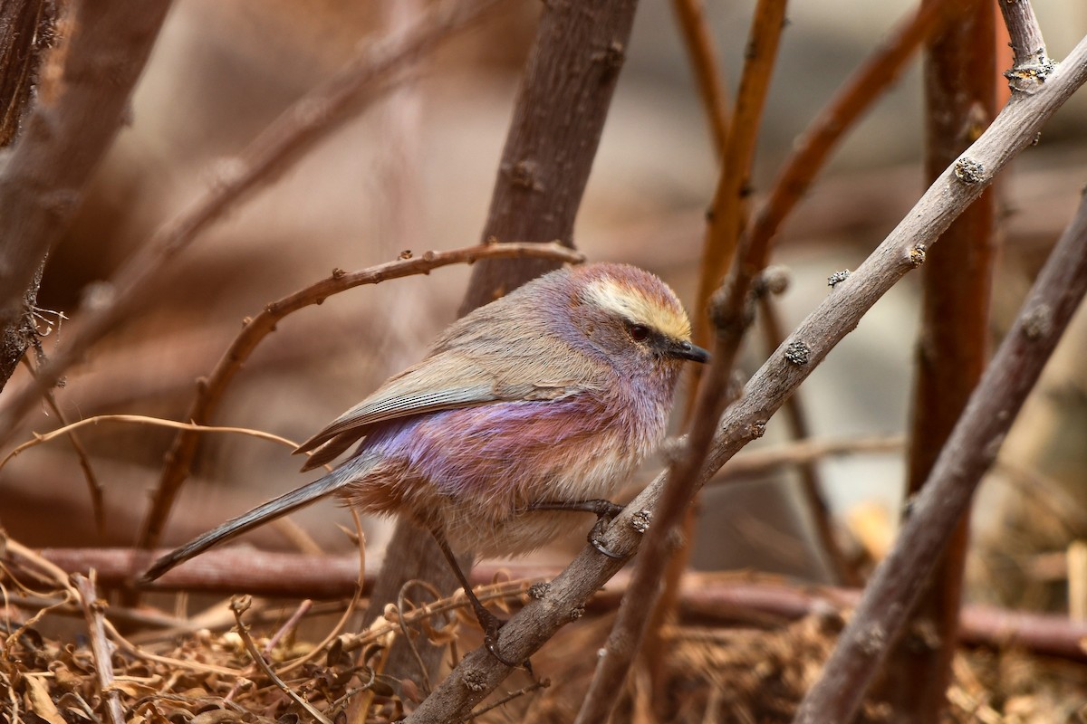 White-browed Tit-Warbler - ML552043461