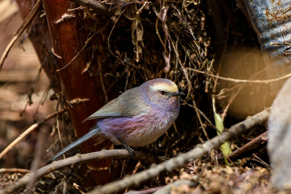 White-browed Tit-Warbler - ML552043651