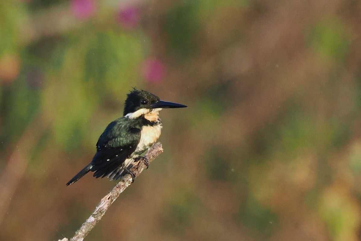 Green Kingfisher - ML552043681