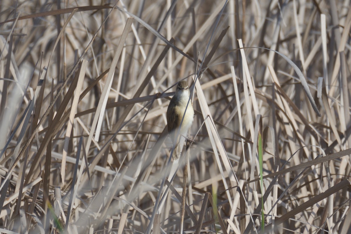 Great Reed Warbler - ML552043811