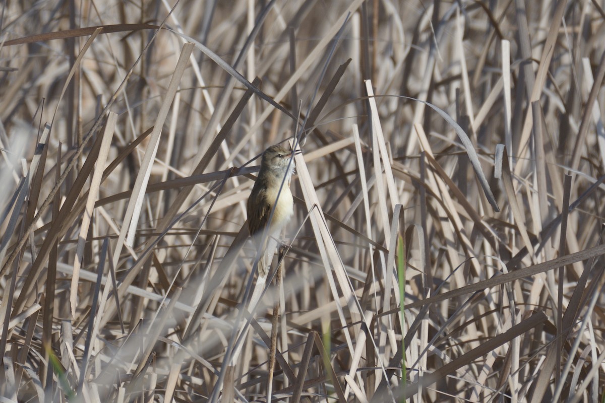 Great Reed Warbler - ML552043831