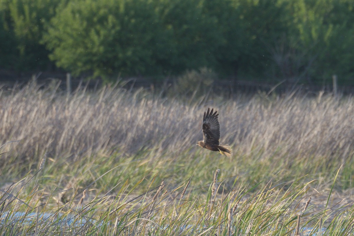 Western Marsh Harrier - ML552044591