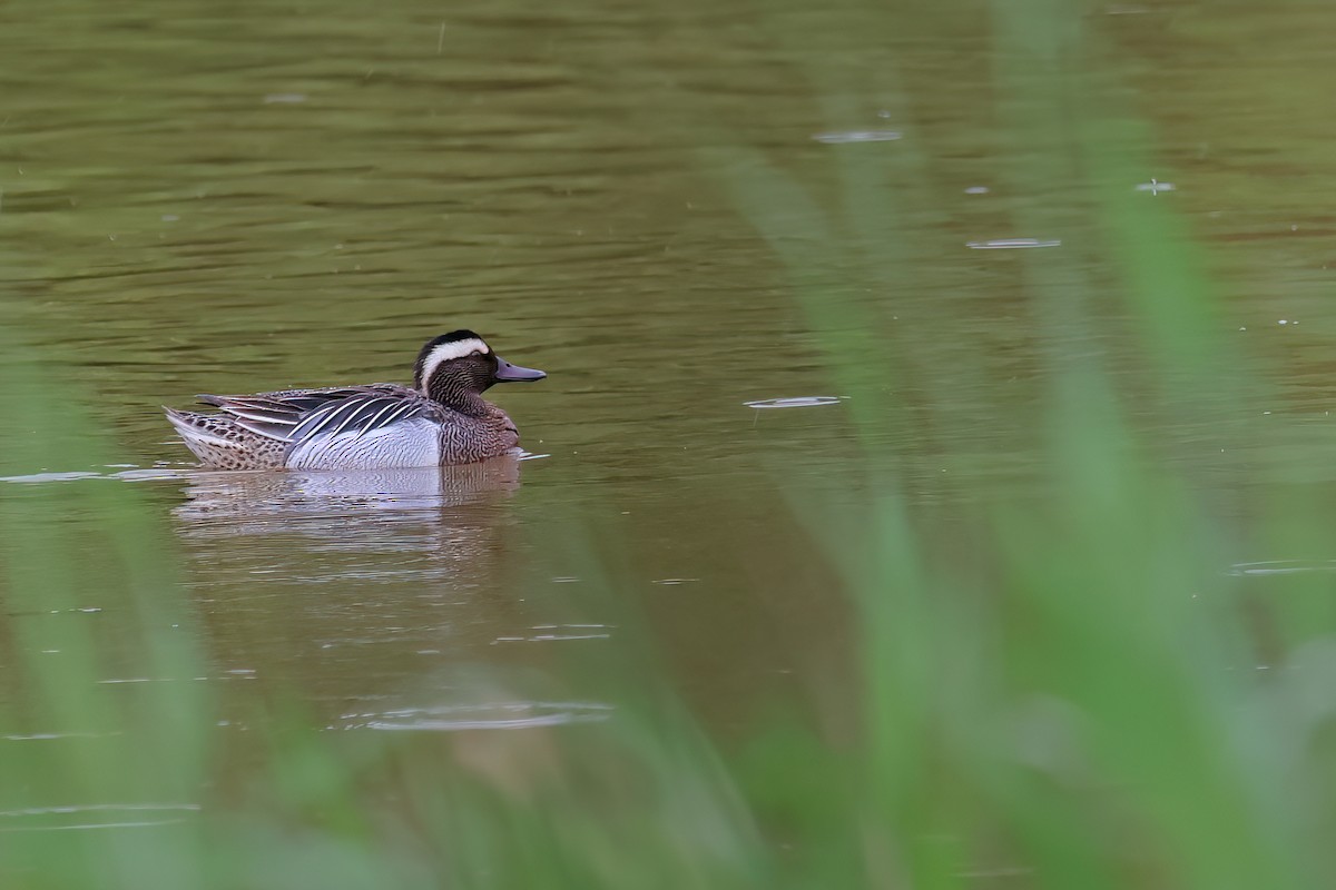 Garganey - ML552045451