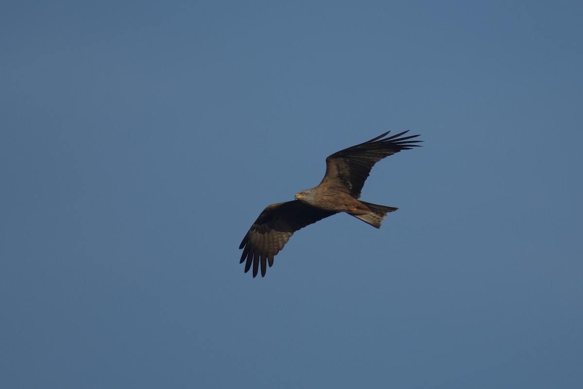 Black Kite - ML552045571