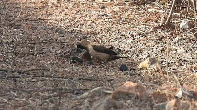 Black-throated Munia - ML552045621