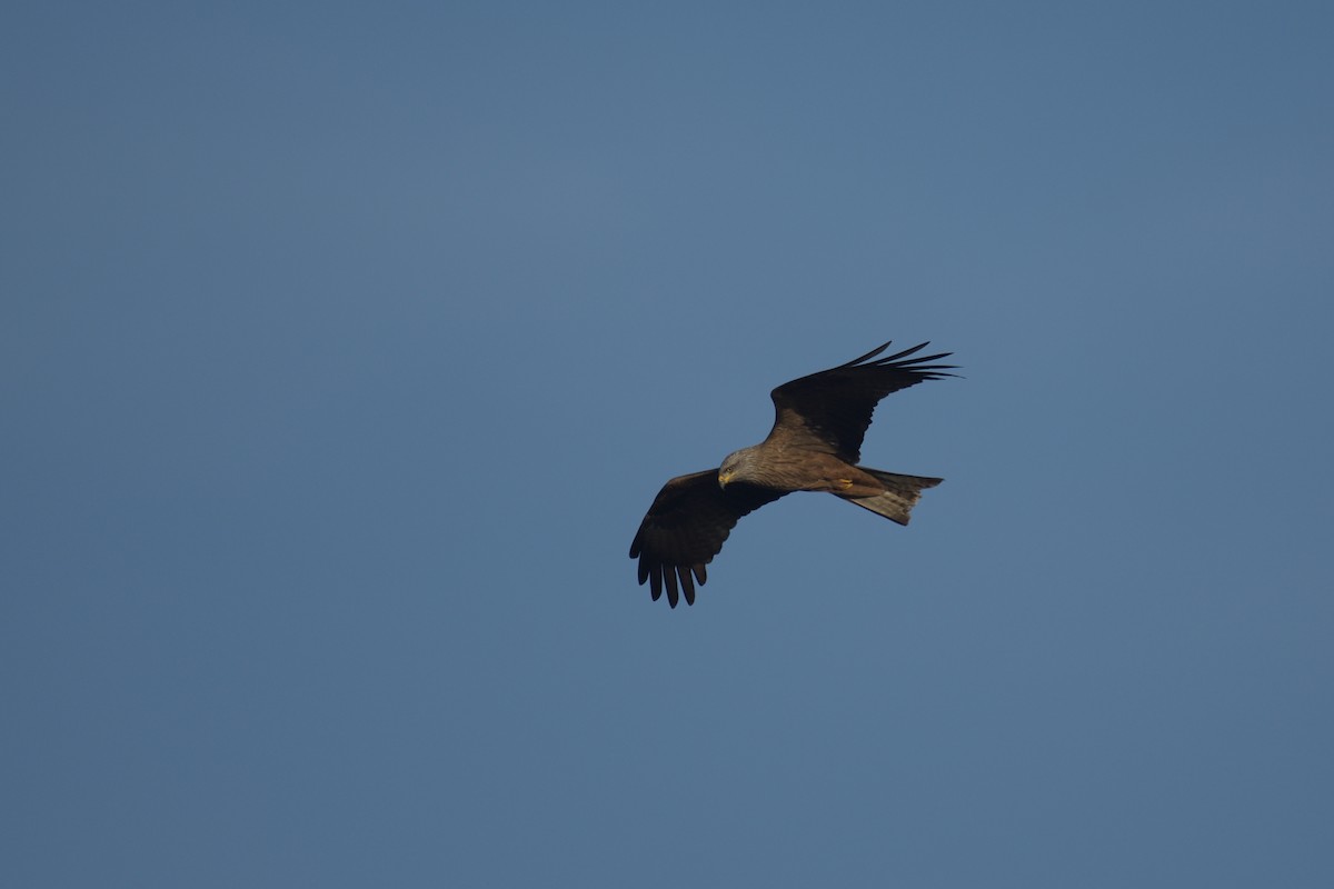 Black Kite - Jorge  Safara