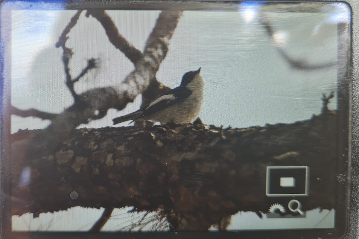 European Pied Flycatcher - ML552045801