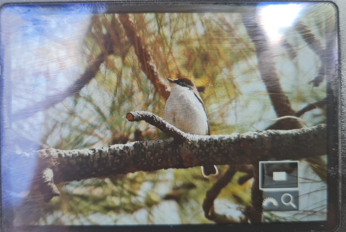 European Pied Flycatcher - ML552045811