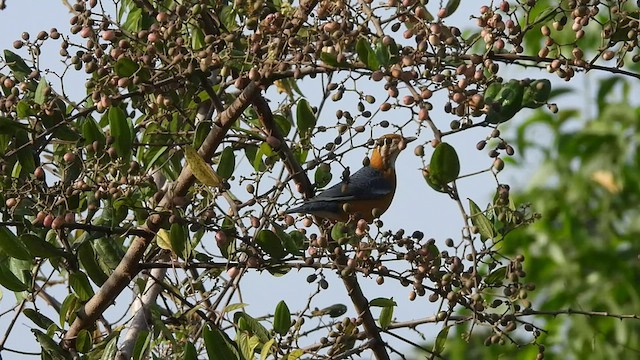 Orange-headed Thrush - ML552046011