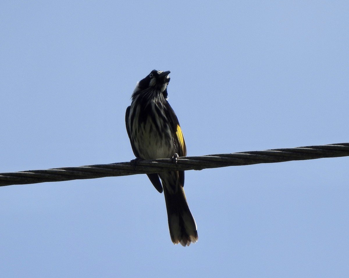 New Holland Honeyeater - ML552046091