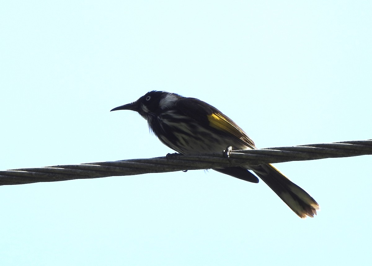 New Holland Honeyeater - ML552046101