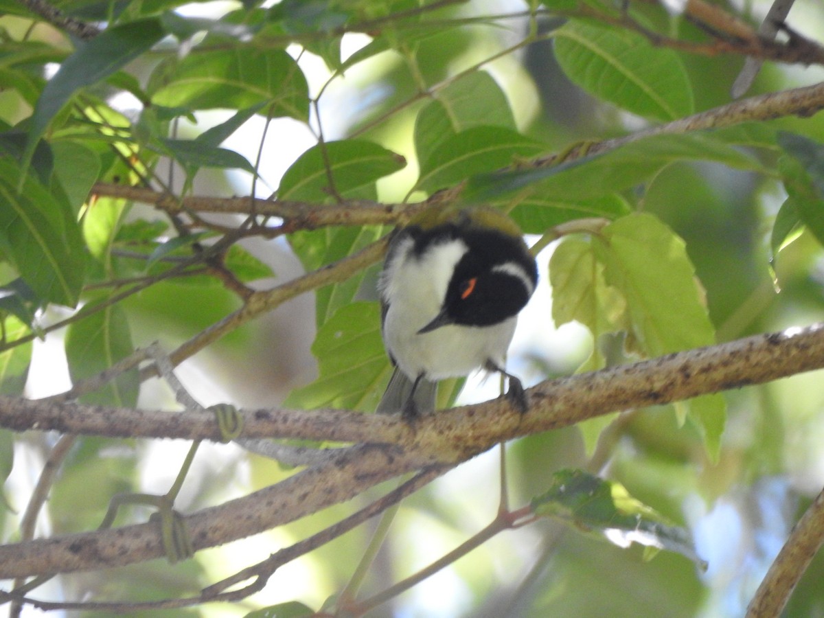 White-naped Honeyeater - ML552046231