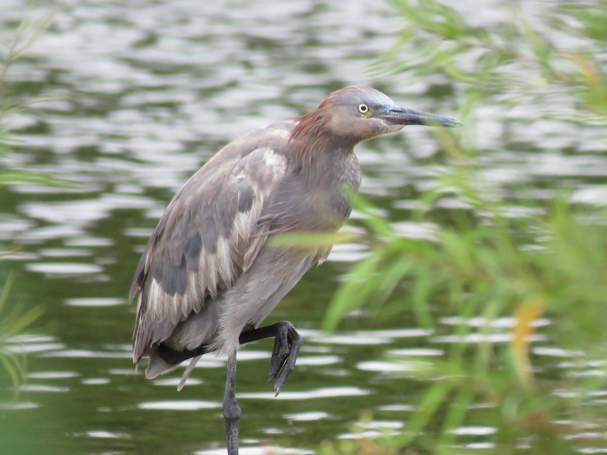 Reddish Egret - ML55204631