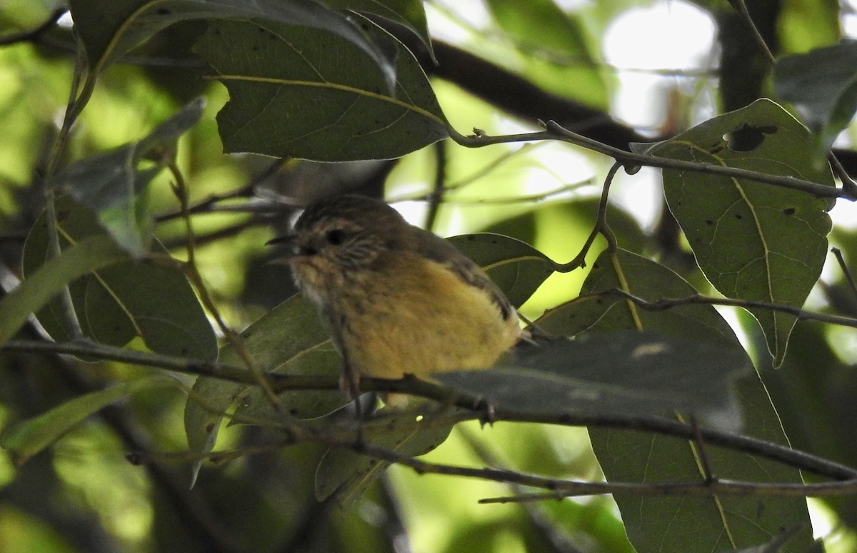 Striated Thornbill - ML552046601