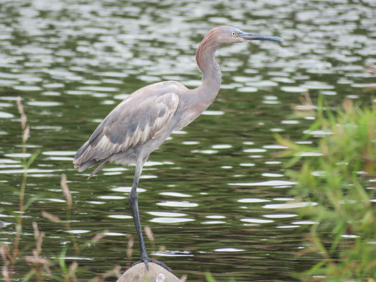 Reddish Egret - ML55204661