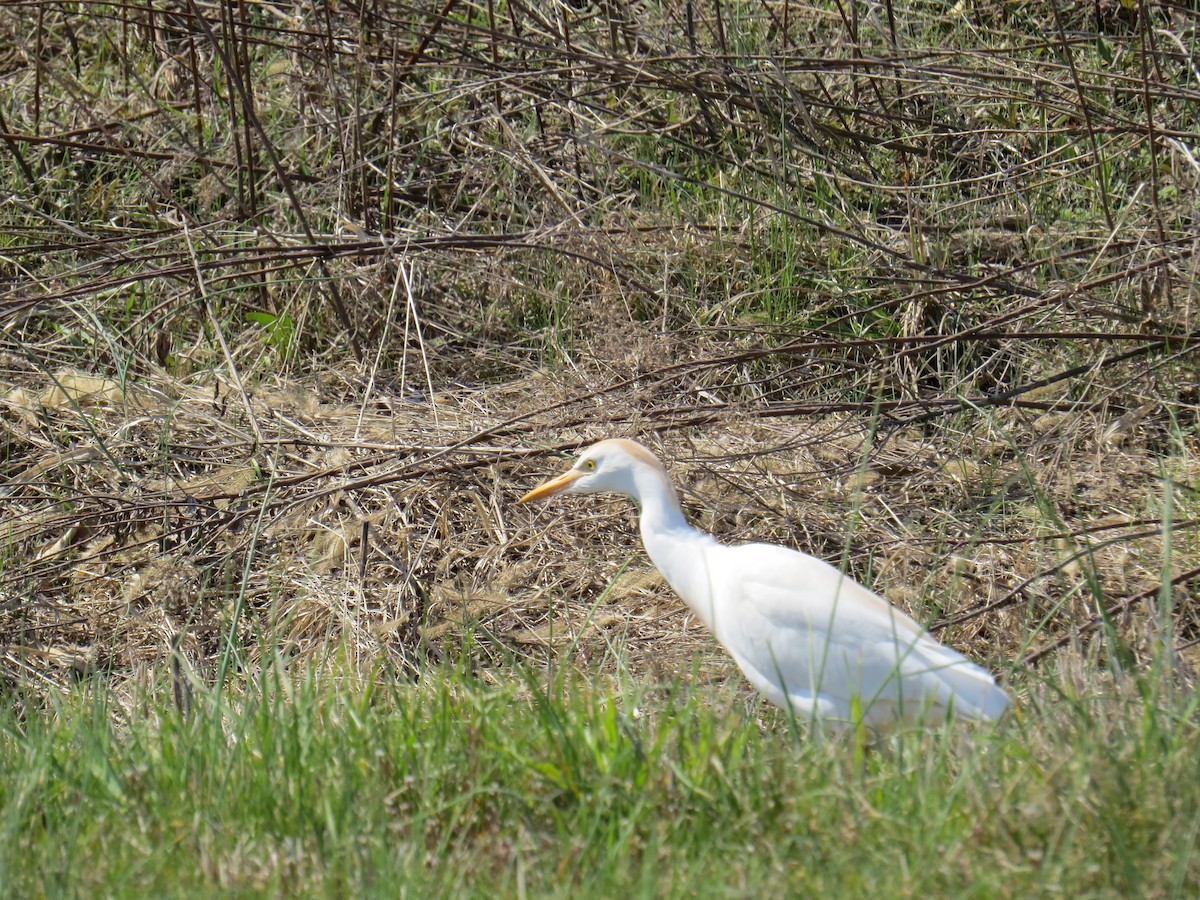 Airone guardabuoi - ML552047811