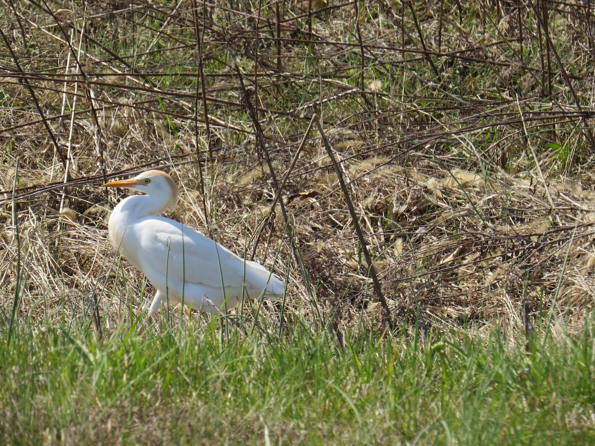 Airone guardabuoi - ML552047821
