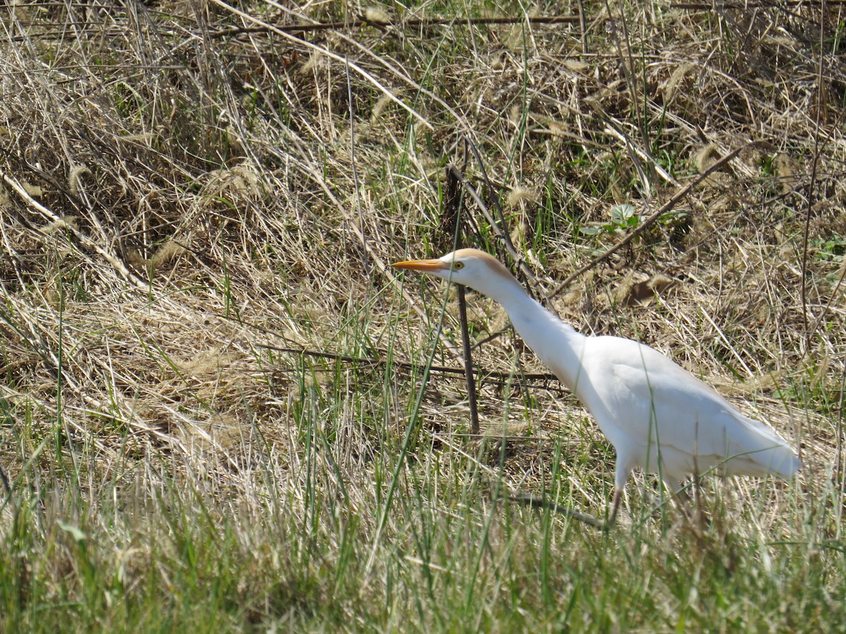 Airone guardabuoi - ML552047831