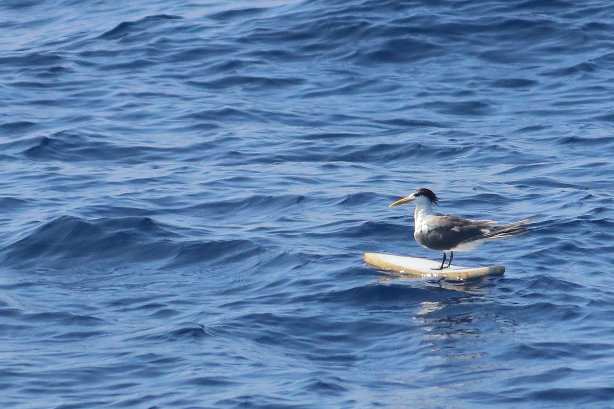 Great Crested Tern - ML552047891