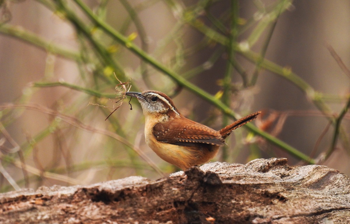 Carolina Wren - ML552048131