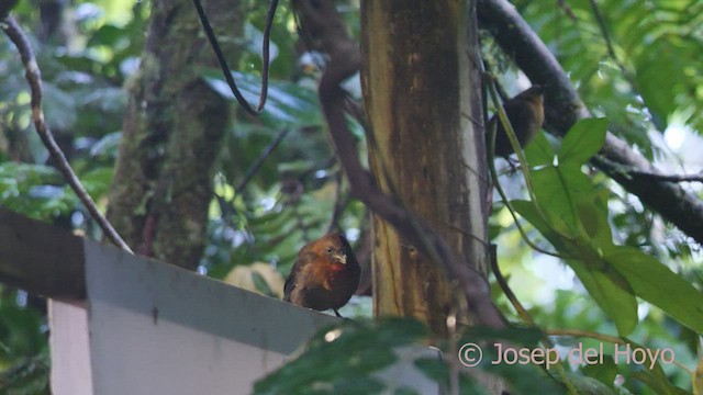 ノドアカアリフウキンチョウ - ML552048851