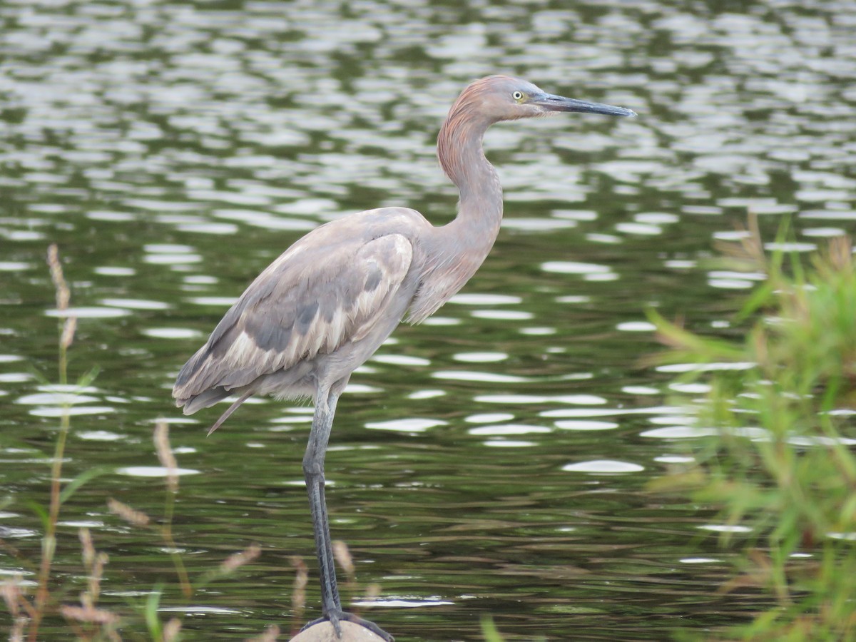 Reddish Egret - ML55204901