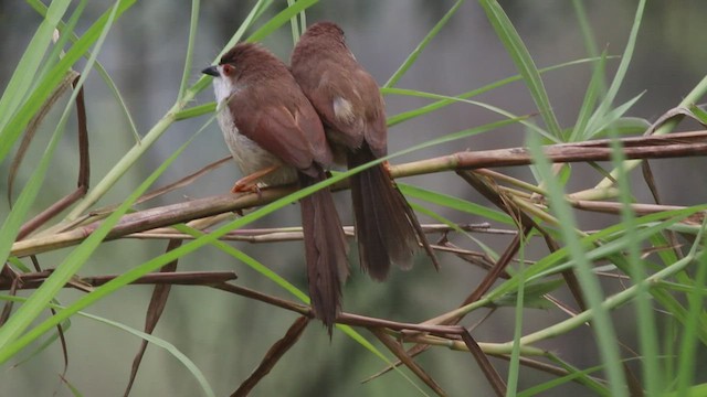 Yellow-eyed Babbler - ML552049981