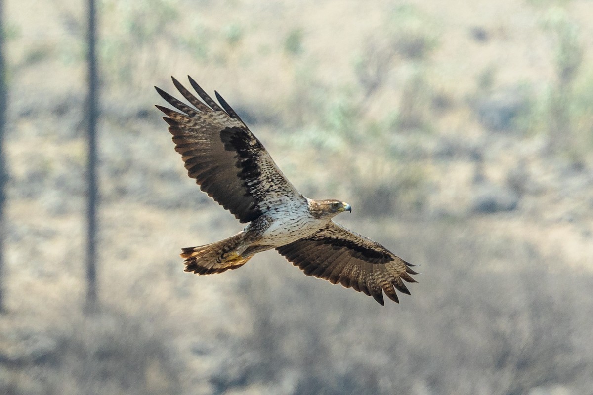 Águila Perdicera - ML552050001