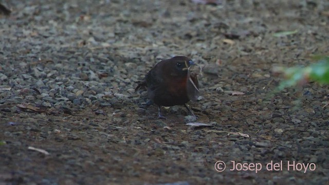 ノドアカアリフウキンチョウ - ML552051601