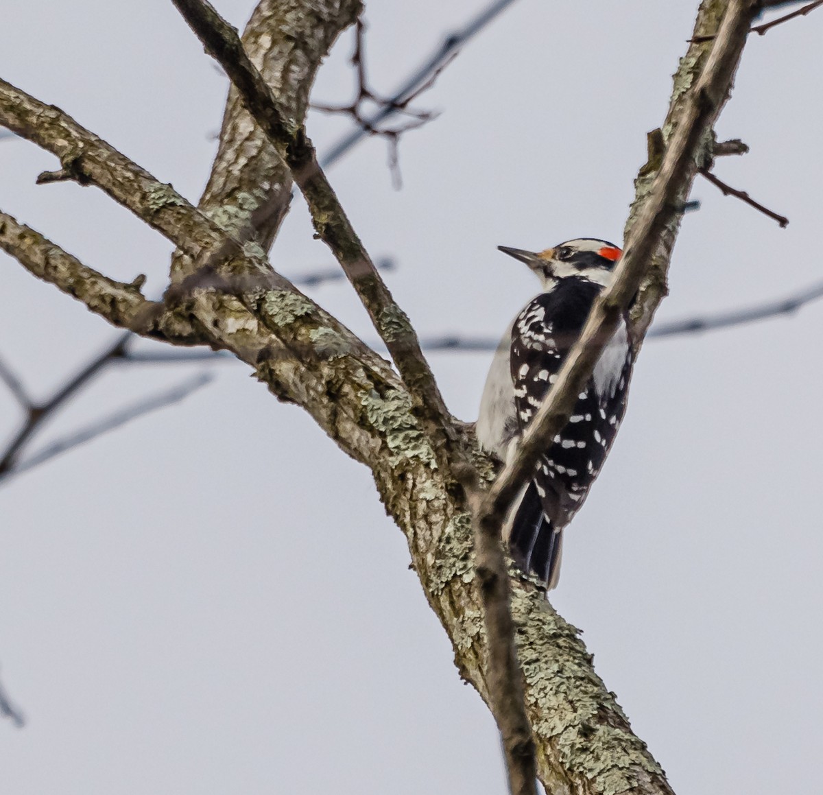 Hairy Woodpecker - Mike Murphy