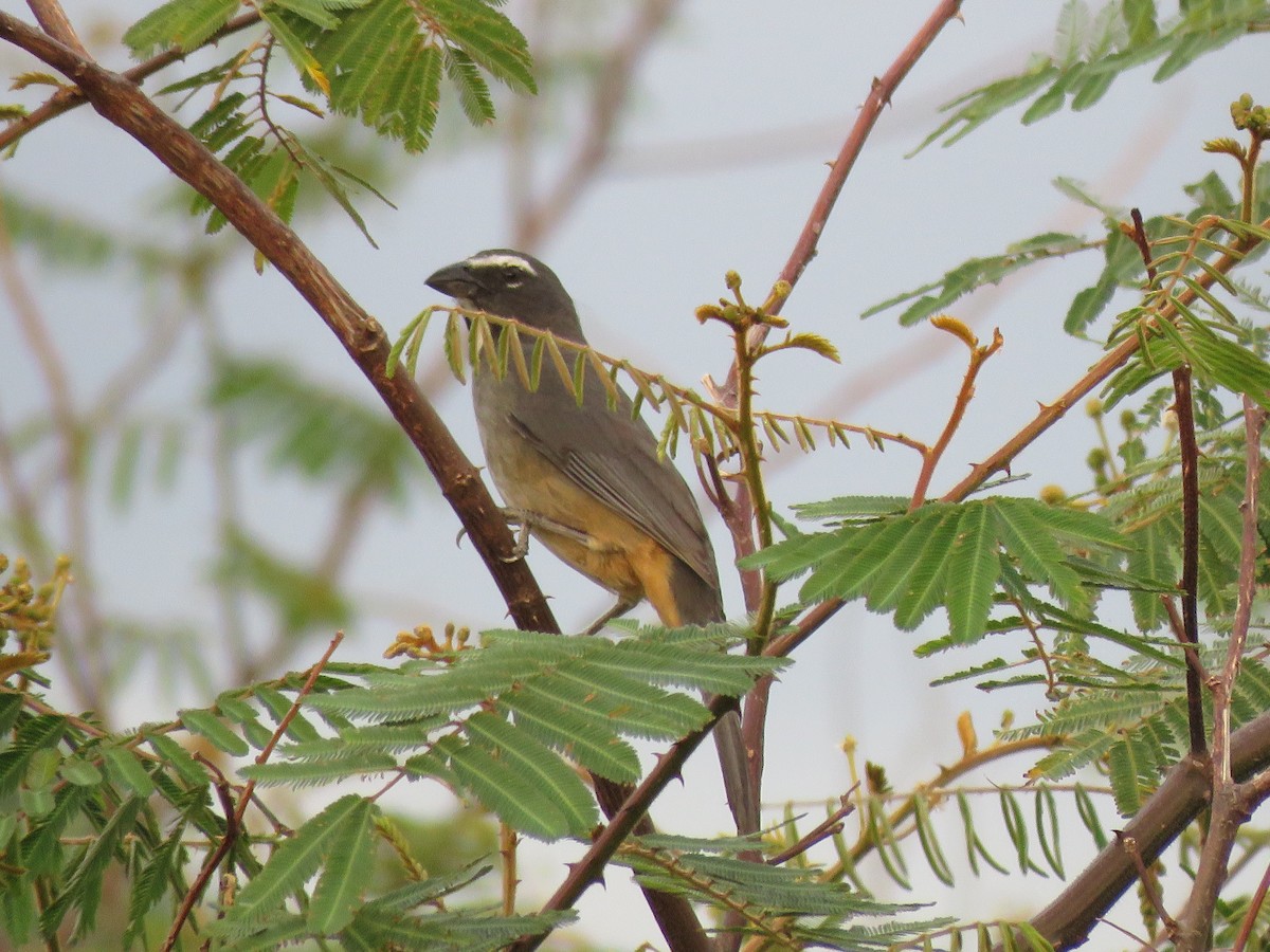 Cinnamon-bellied Saltator - ML55205201