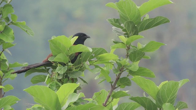 Lesser Coucal - ML552052421